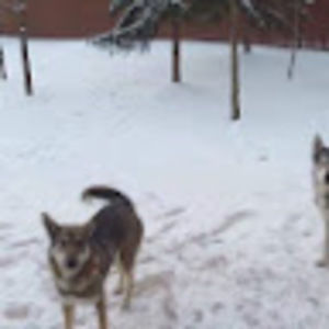 Meet your Posher, Masha